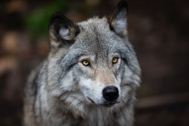A gray wolf (Canis lupus).